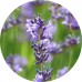 Lavender Dry Tea: Vital Herb
